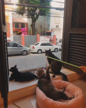 Foto Gato Café